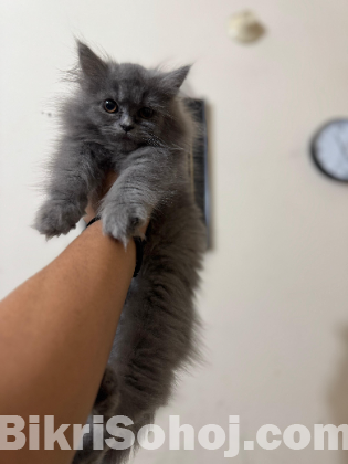 Persian Cat Female long coat